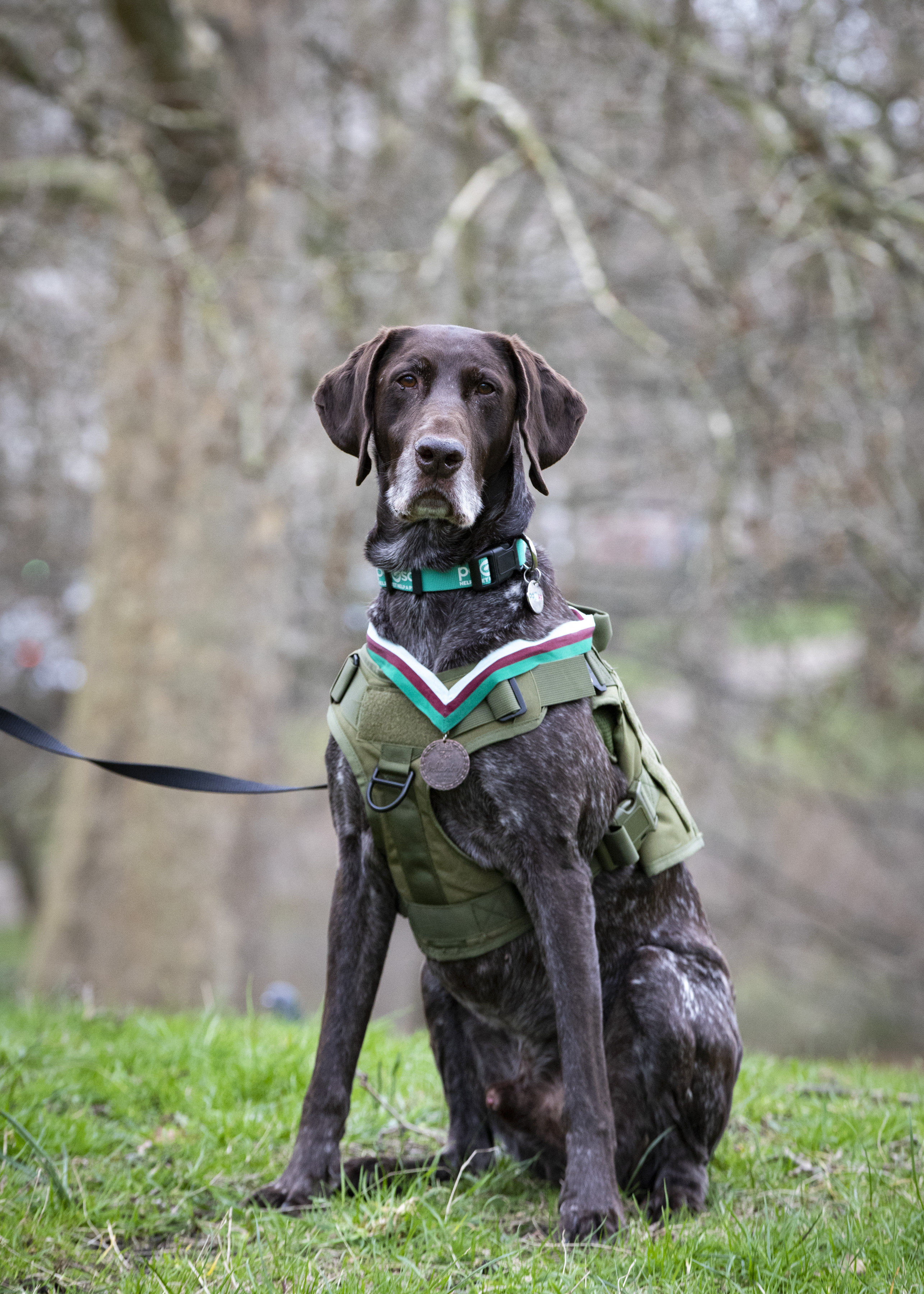 Dog with Dickin medal