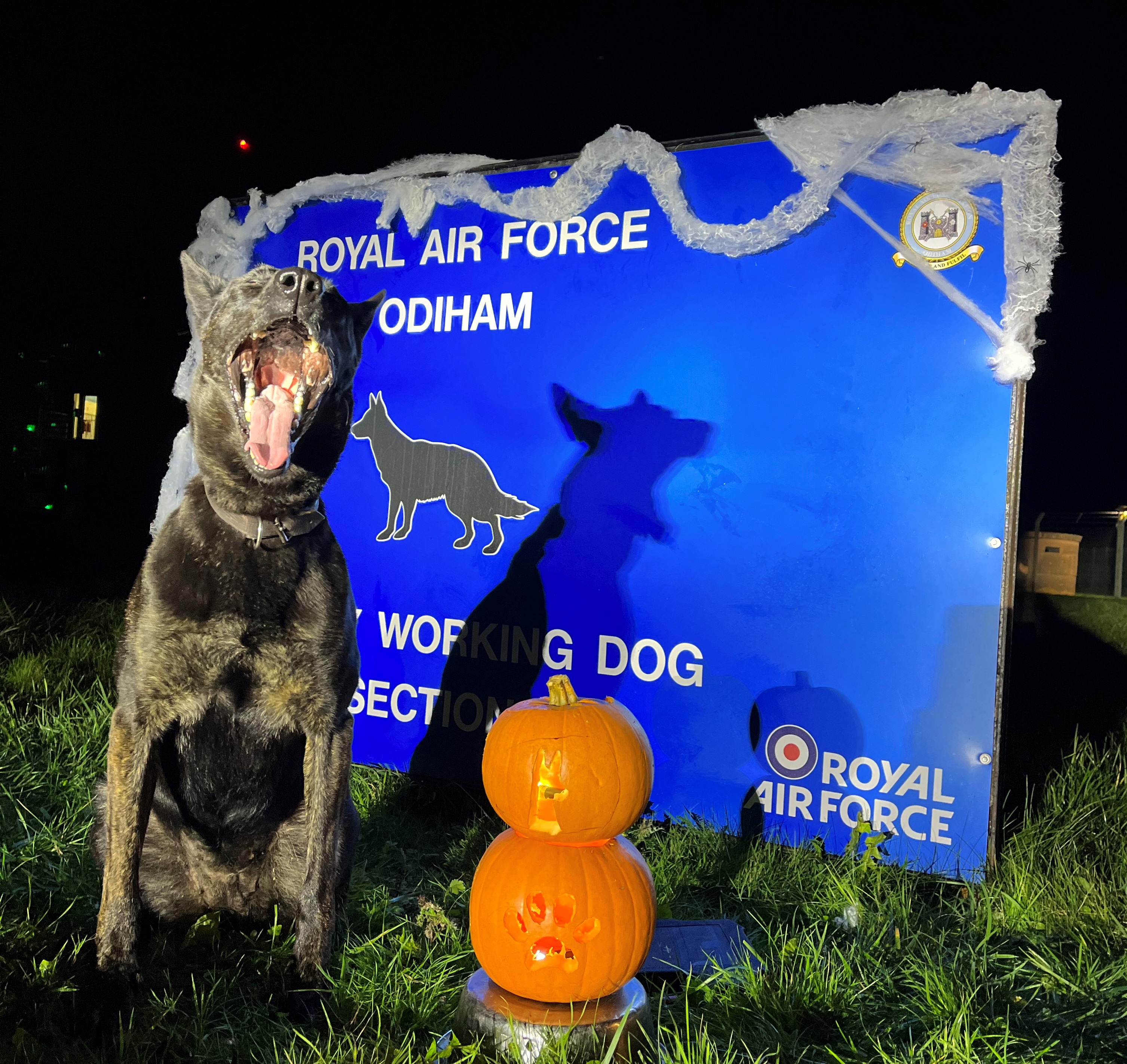 Image shows Military Working Dog sitting by a sign for RAF Odiham and pumpkins.