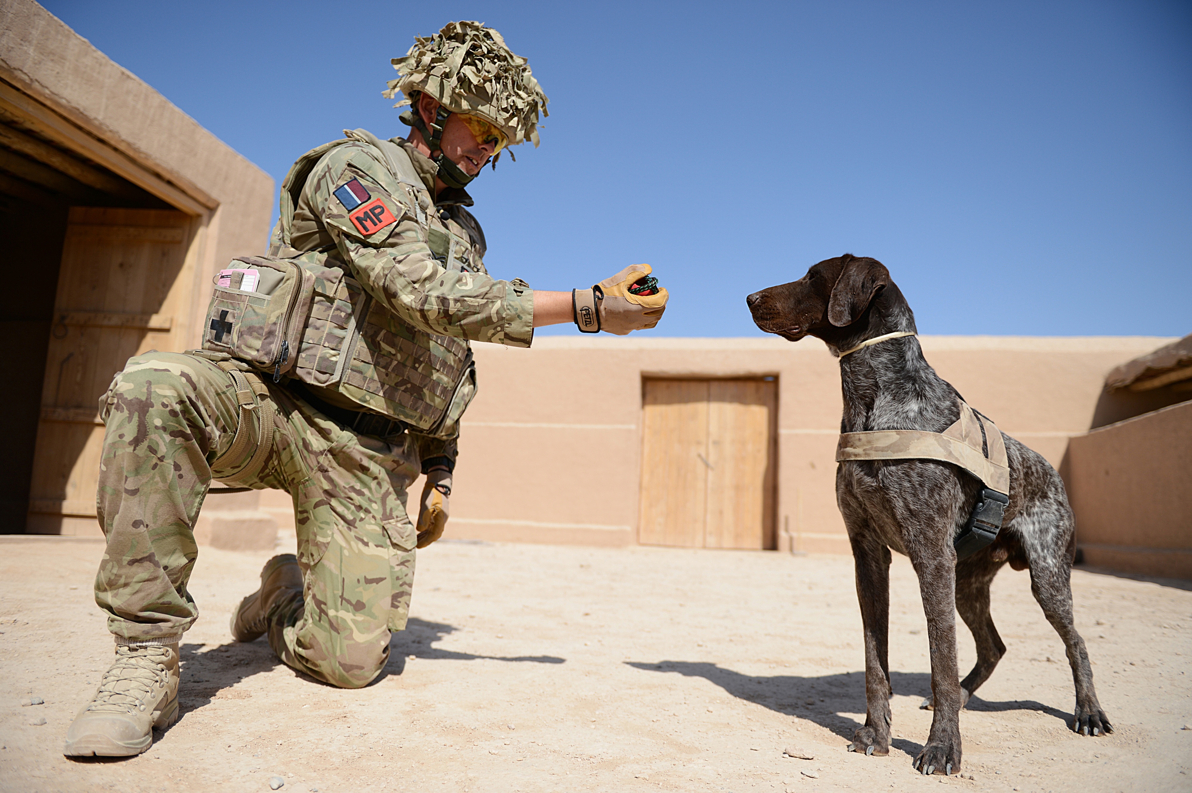 Personnel reaches hand out to dog.