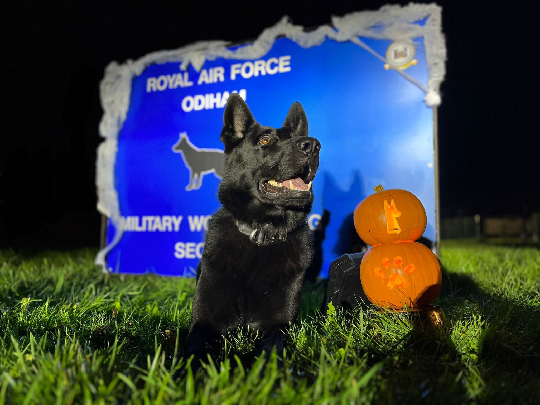 Image shows Military Working Dog sitting by a sign for RAF Odiham and pumpkins.