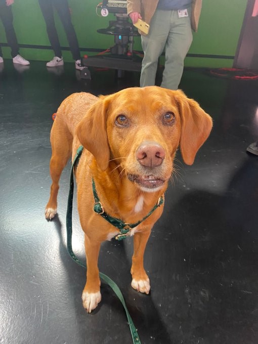 Image shows dog. 