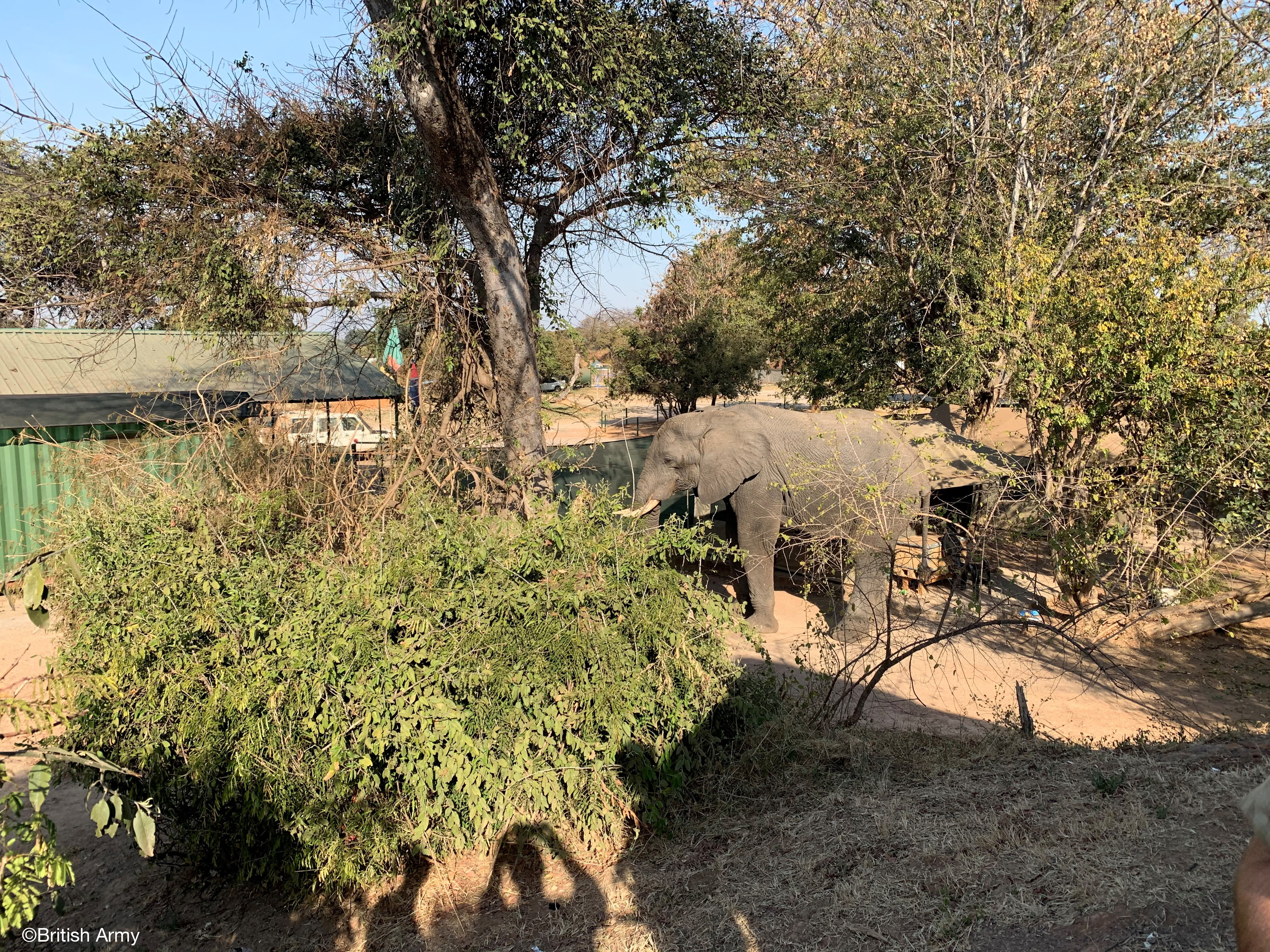 Elephant in the Sahara
