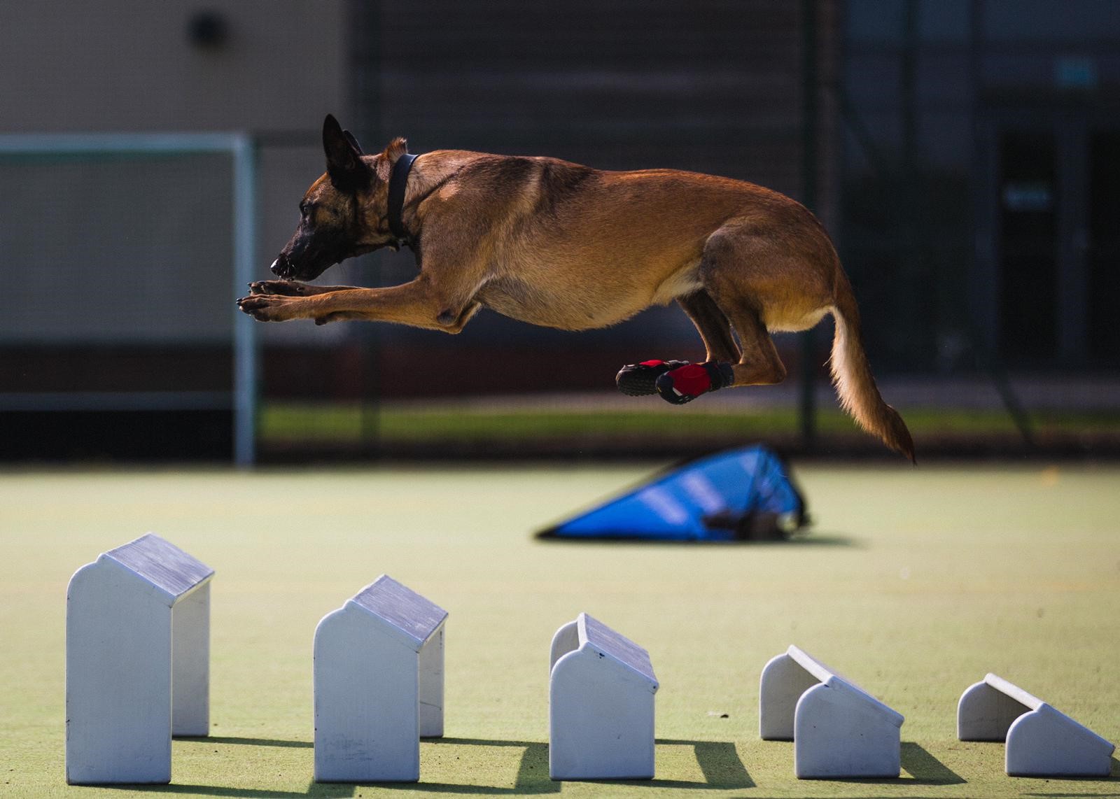 Dog jumps over obstacle course steps.