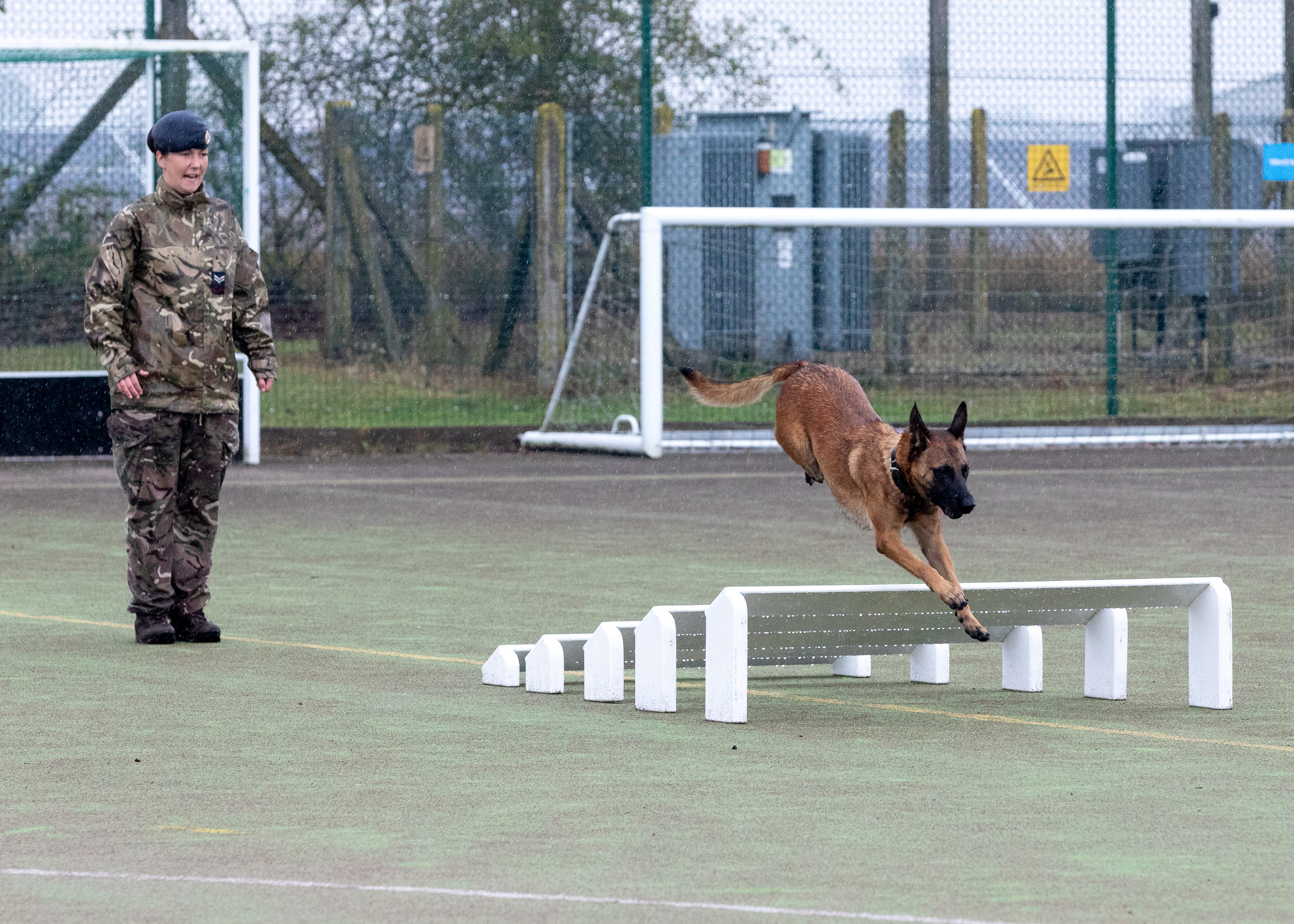 Dog and Handler on ability course; dog jumps over steps..