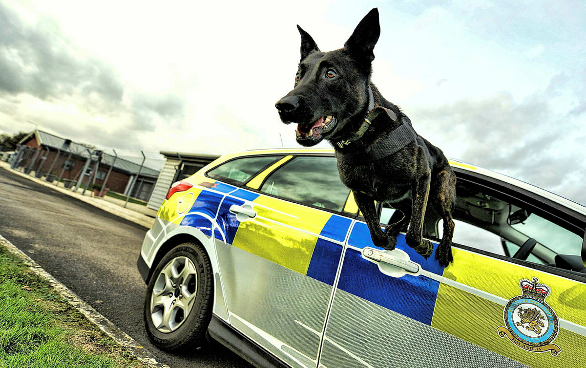 Dog leaps out of RAF Police emergency vehicle.