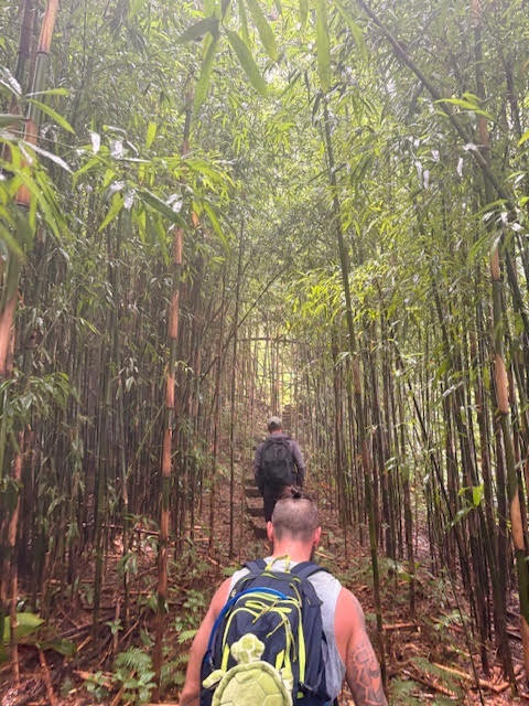 Walking through the bamboo on Green Mountain