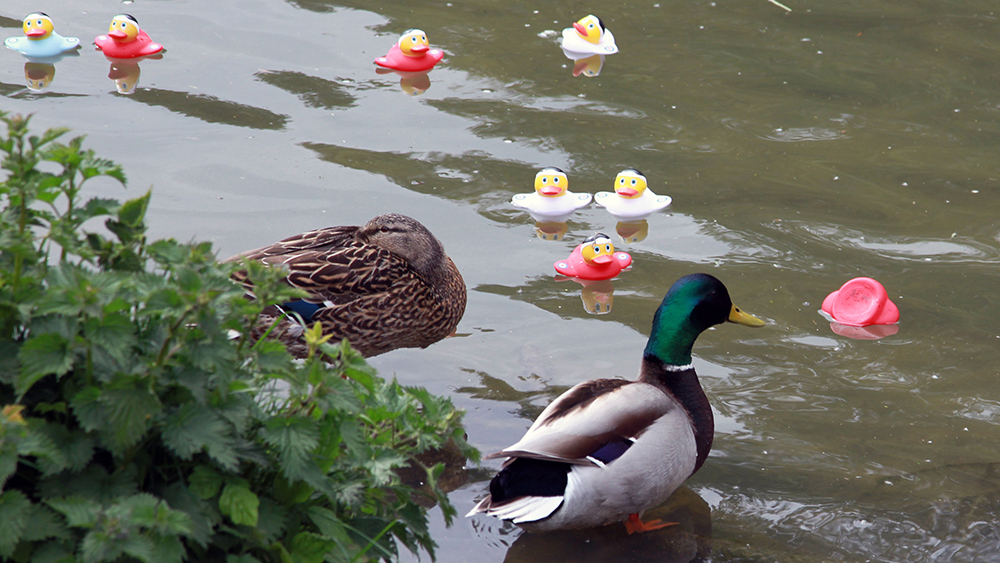 What a Quacking day!