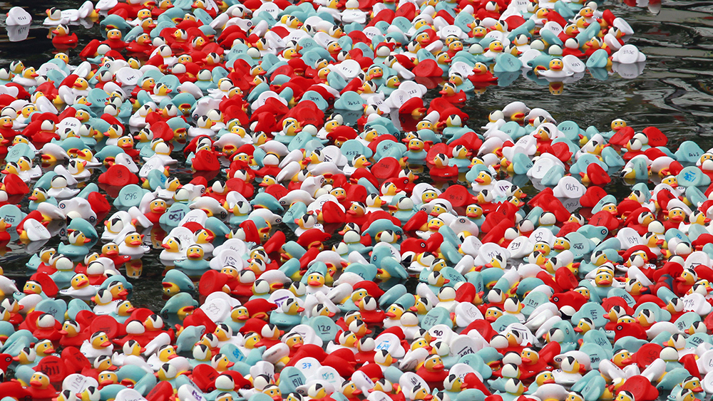 Like ducks to water!