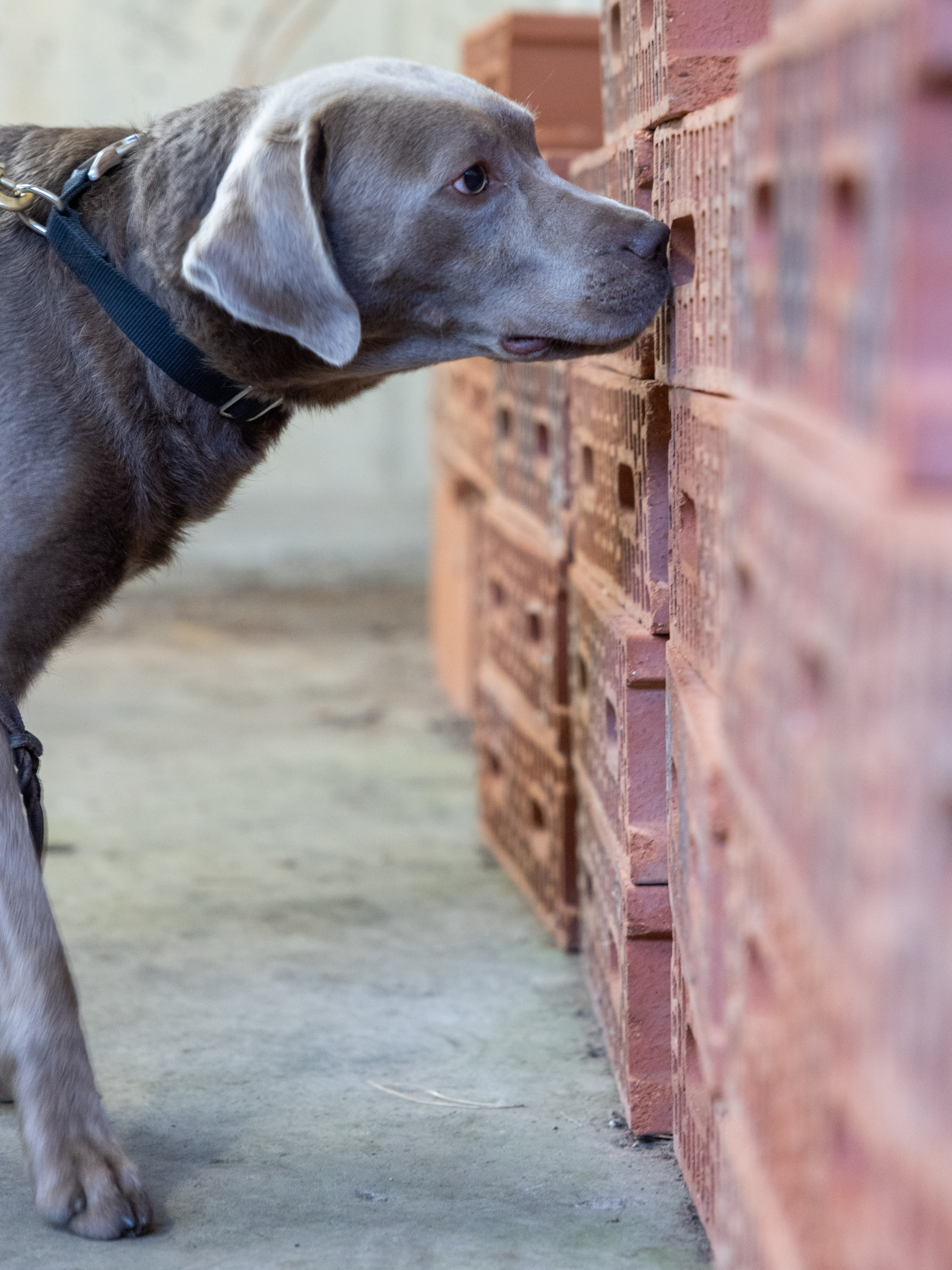 Military Working Dog Conducting scent work
