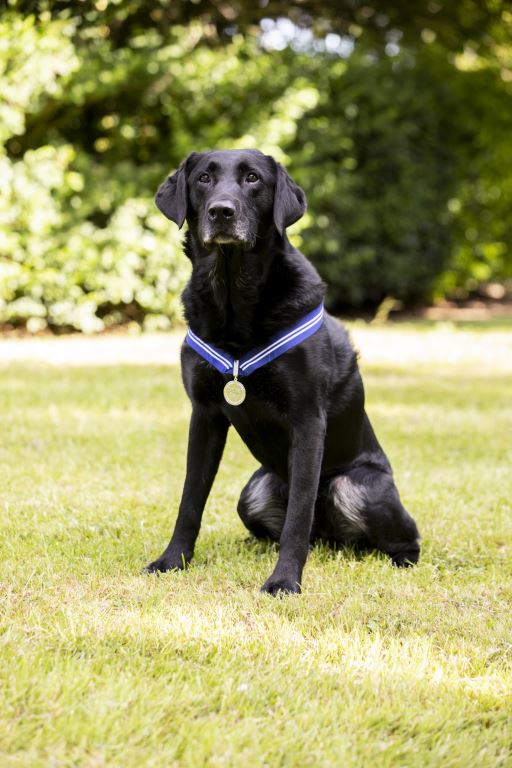 AJ the Labrador wearing his PDSA Order of Merit