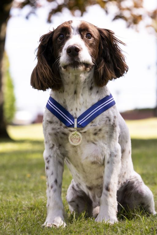 Alfie the English Spaniel wearing his PDSA Order of Merit.