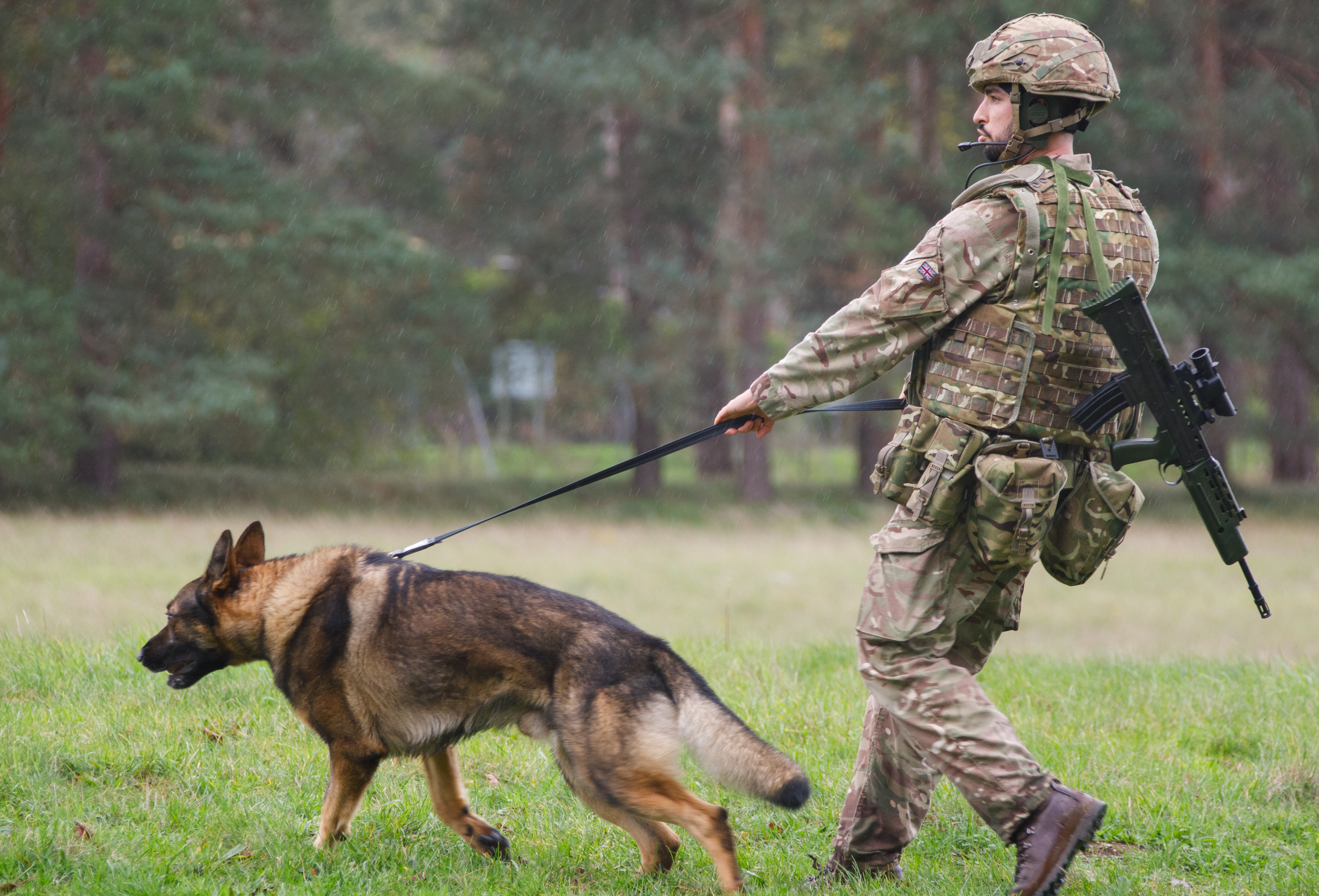 Dog conducting scent work, with Handler holding the leash
