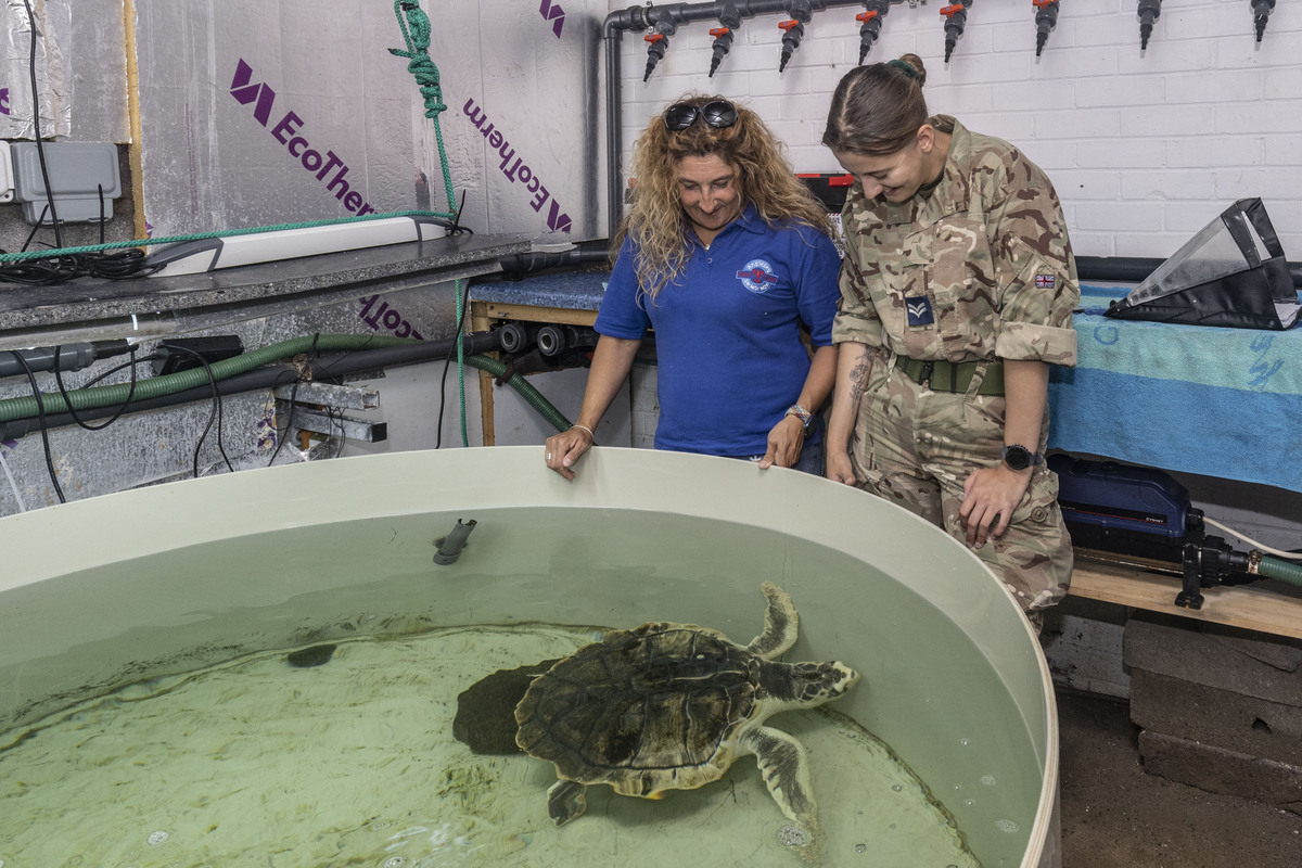 2 people looking at the turtle in it's enclosure